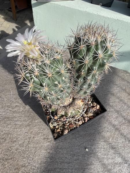 Echinomastus warnockii